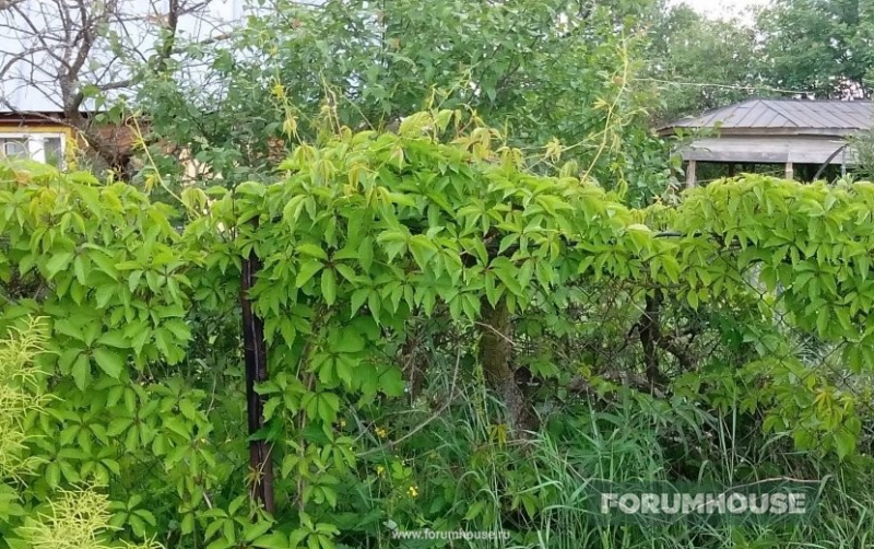 Просто, надежно, долговечно: дачный водопровод без заморочек