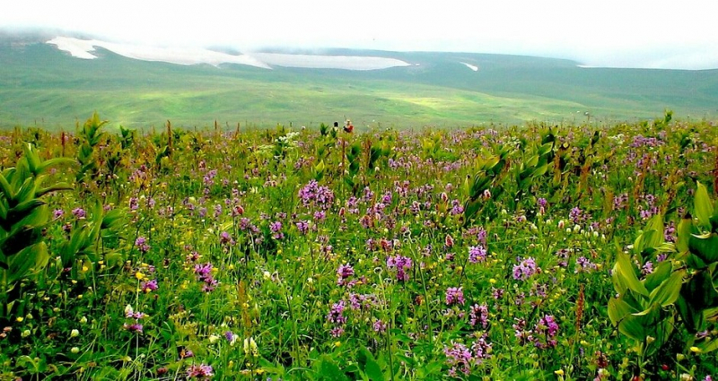 Жители Кубани получат землю бесплатно