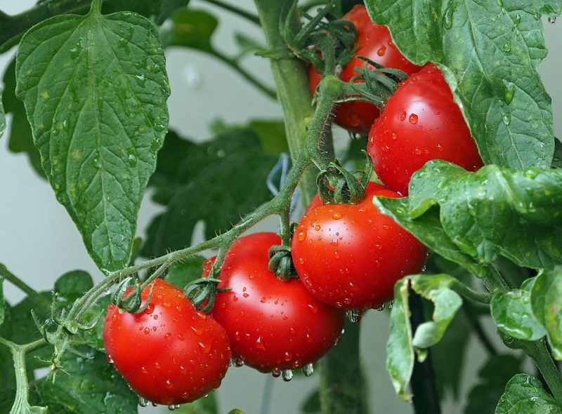 Когда сажать помидоры на рассаду: рассчитываем благоприятные дни в 2022 году