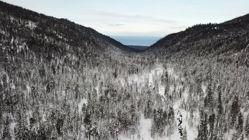 Учёные: древесина Сибири в опасности 