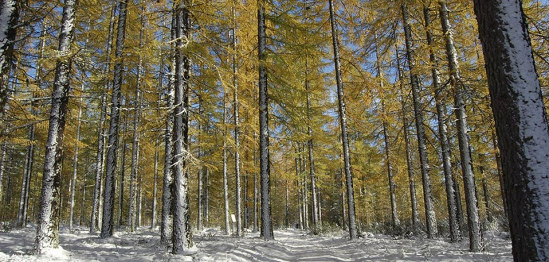Учёные: древесина Сибири в опасности 