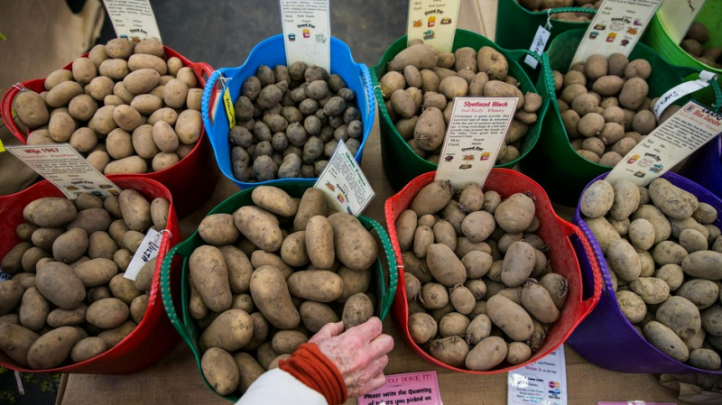 Российские учёные вывели новый сорт картофеля