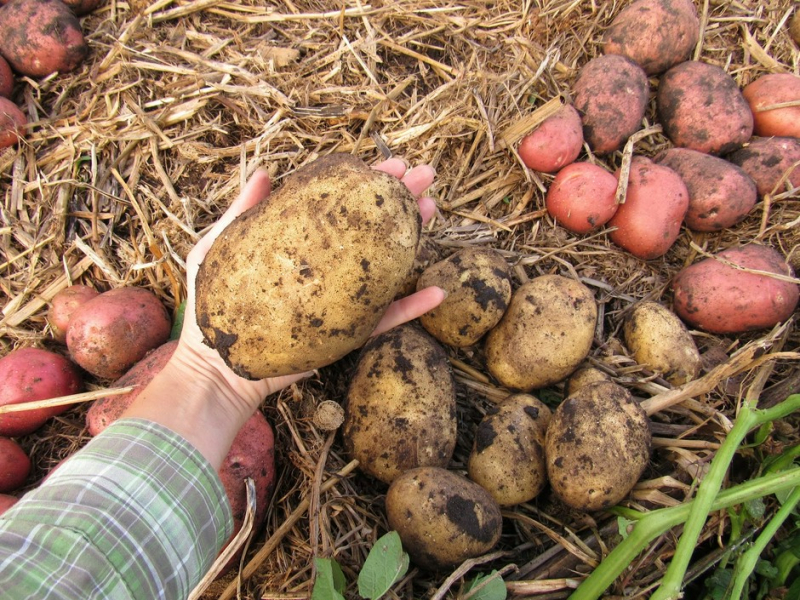 Два вечера потрудился - все лето балдеешь! Участники FORUMHOUSE выращивают картошку нетрадиционными способами