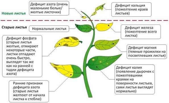 Компостом растения не накормишь. Обзор минеральных удобрений