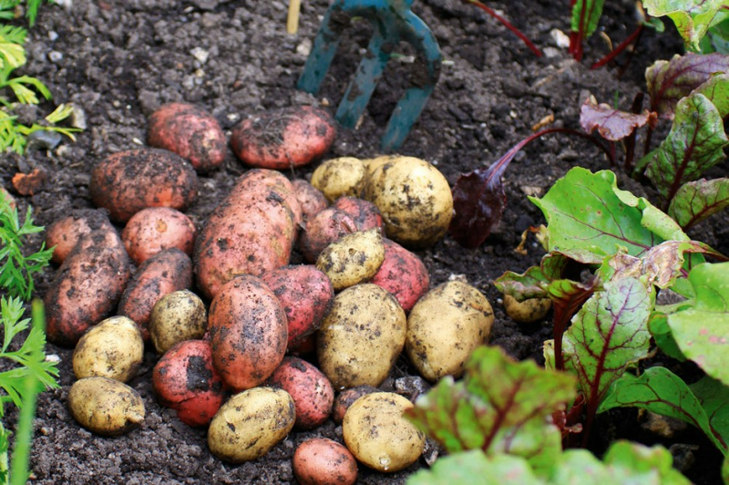 Россиянам предлагают кур-несушек и семена картофеля почти бесплатно